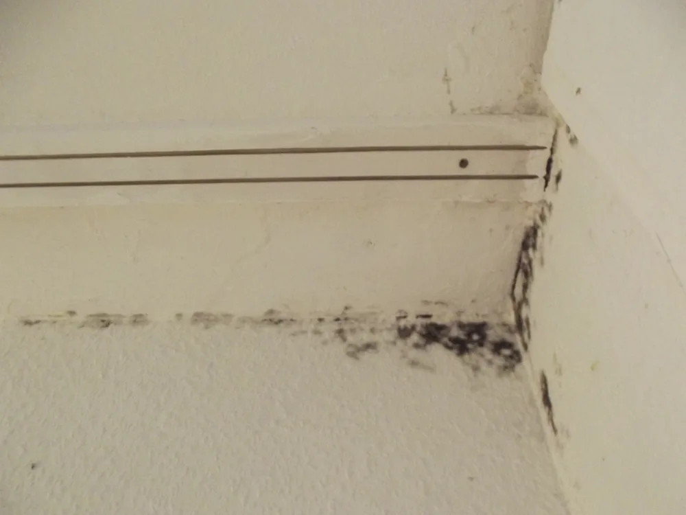 Technician in protective gear removing a mold-damaged wall in a Del Mar home